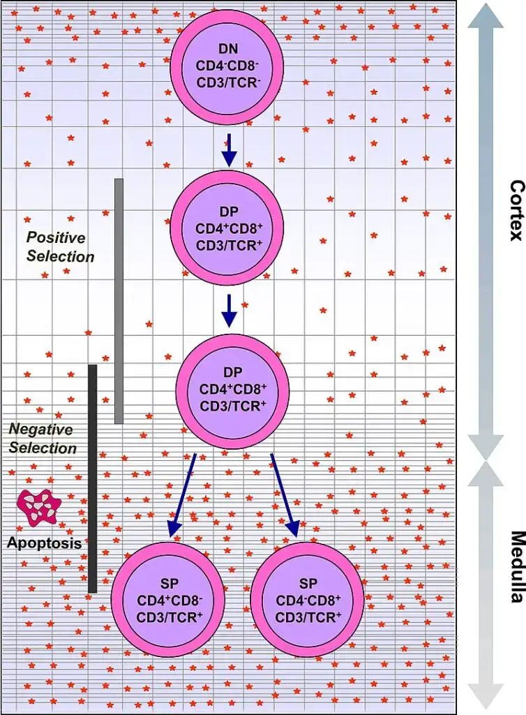 The Normal Process of Intrathymic T Cell Differentiation
