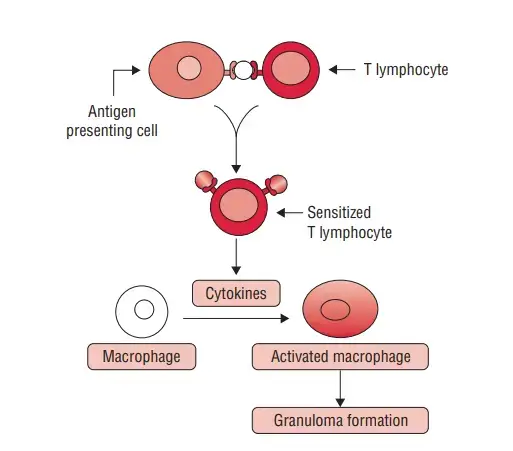 Mechanism of DTH
