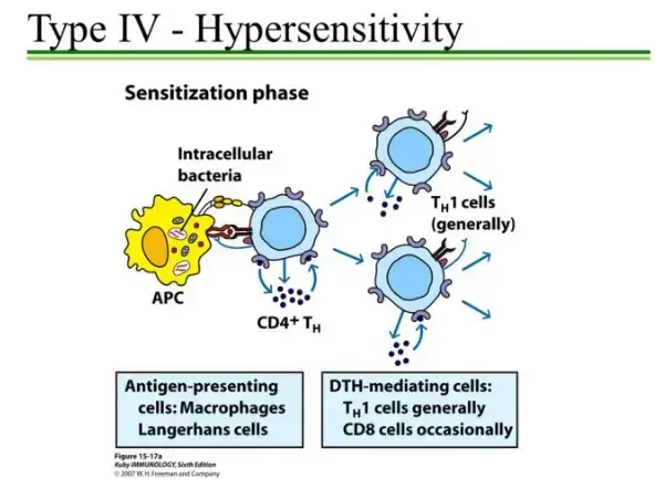 sensitizing phase of Type IV – Hypersensitivity
