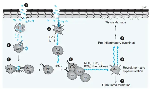 Chronic DTH Reactions
