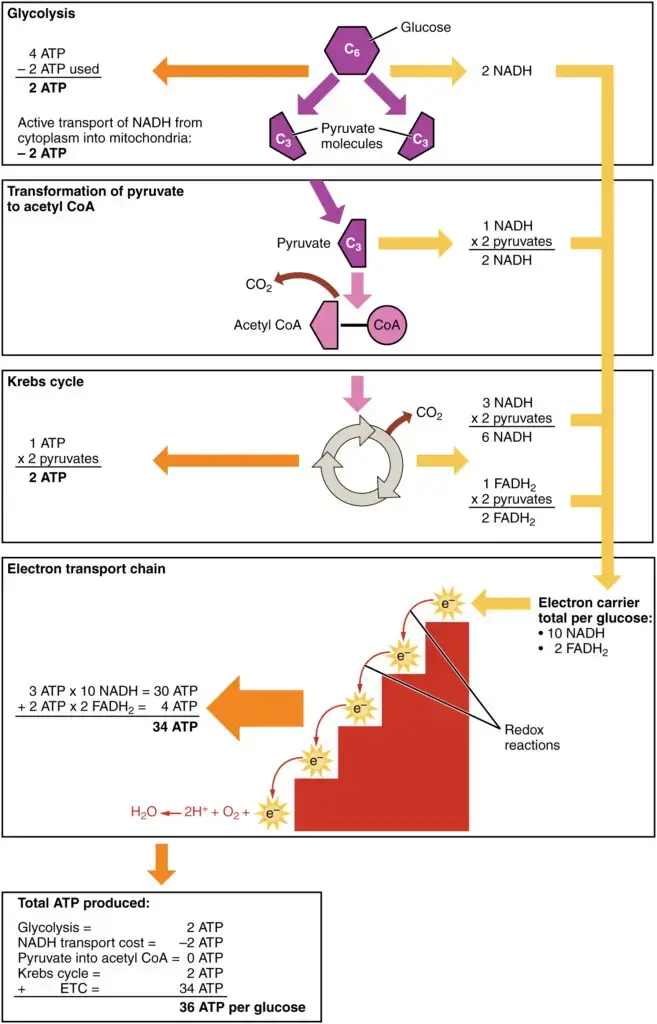 Cellular respiration takes place in the stages shown here.
