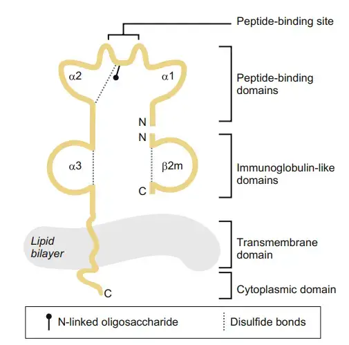 Major Histocompatibility Complex I - Definition, Structure, Mechanism ...