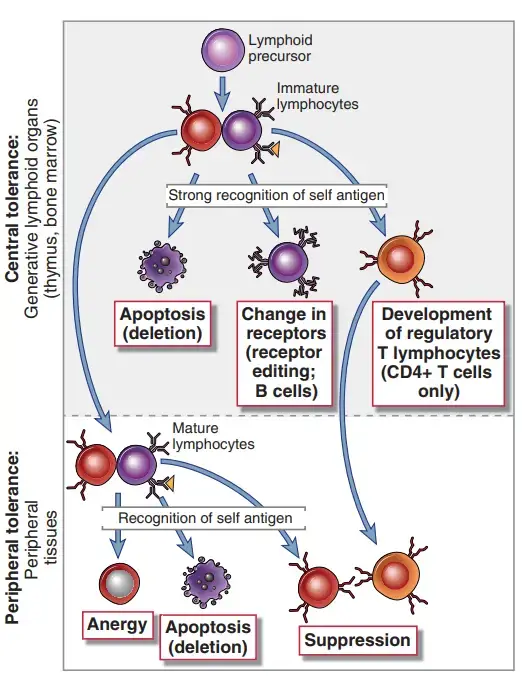 Central and peripheral tolerance to self antigens
