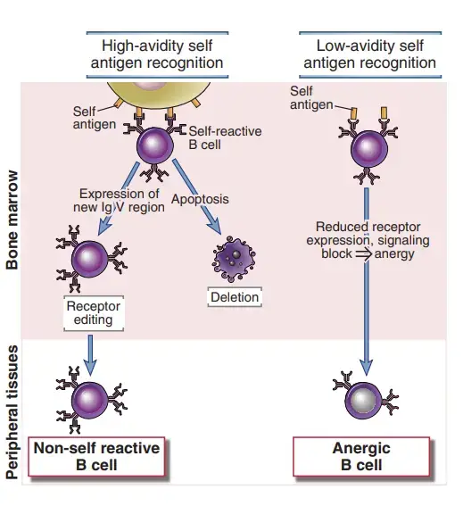 Central tolerance in B cells – Immature B cells that recognize self antigens in the bone marrow with high avidity (e.g., multivalent arrays of antigens on cells) die by apoptosis or change the specificity of their antigen receptors (receptor editing). Weak recognition of self antigens in the bone marrow may lead to anergy (functional inactivation) of the B cells.
