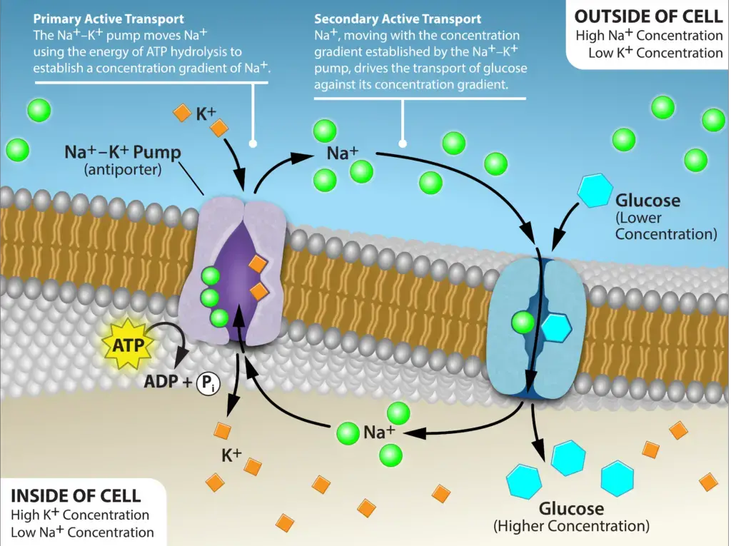 Active Transport 