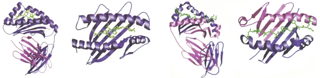 Class I major histocompatibility complex (left) – Short antigenic peptides are bound by MHC class I molecules in a central groove formed by two α-helices of the heavy chain. In order to communicate an activation signal to the T lymphocyte, the T-cell receptor binds the peptide and also connects with the MHC class I molecule. The exhibited structures are the mouse H2-Kb MHC class I molecule (purple) bound to a peptide generated from the vesicular stomatitis virus (green).β2-microglobulin is depicted in pink colour. The left panel depicts a side view of the structure, whereas the right panel depicts the complex as it would appear to the T-cell receptor on a CD8+ T cell. (Courtesy Dr. Chris Garcia, Stanford University, Palo Alto, CA.). Class II major histocompatibility complex (right) – Antigenic peptides are bound by MHC class II molecules in a groove formed by the α- and β-chains. In contrast to the length-defined peptides bound by MHC class I molecules, the MHC class II structure can accommodate peptides of varying lengths. The α- and β-chains of MHC class II are depicted in pink and purple, whereas the antigenic peptide is depicted in green. The left panel depicts a side view of the complex, whereas the right panel depicts a top view, as it would appear to a T-cell receptor on a CD4+ T cell.(Courtesy Dr. Chris Garcia, Stanford University, Palo Alto, CA.)
