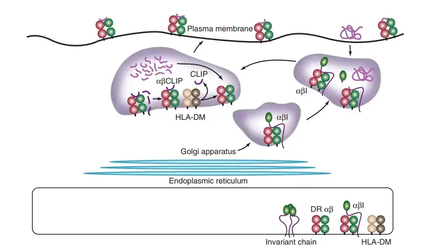 MHC Class I Antigen-Processing Pathway – The processing of MHC class I antigens begins in the cytoplasm, where proteasomes degrade proteins. Peptides are carried into the lumen of the endoplasmic reticulum, where MHC class I molecules bind and transport them to the cell surface. β2m, β2-macroglobulin; TAP, antigen-processing-associated transporter. (With thanks to Anne Ackerman and Peter Cresswell of Yale University in New Haven, Connecticut.)
