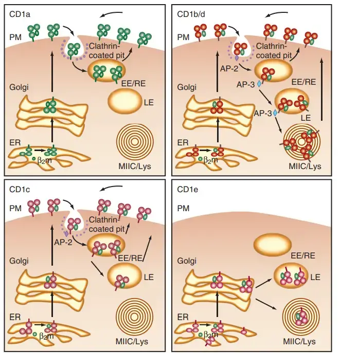 Intracellular trafficking of CD1 isoforms. – Each panel exhibits a different CD1 trafficking pattern. All CD1 isoforms connect with β2-microglobulin (β2m), and all isoforms, with the exception of CD1e, are secretory pathway-targeted to the cell surface. Based on the interaction of CD1 cytoplasmic tails with adaptor proteins, CD1 is internalised and localised to diverse regions in the lysosomal-endosomal network (AP2, AP3). Early endosomes/recycling endosomes (EE/RE) associated with CD1a, late endosomes (LE) associated with CD1c, and MHC class II compartment/lysosomes (MIIC/Ly) associated with Cd1b/d are the several compartments in the endosomal/lysosomal network. The various subcellular locations of Cd1 isoforms may reflect the fact that these compartments are monitored for specific lipid antigens. ER, endoplasmic reticulum; PM, plasma membrane.(Courtesy Steven Porcelli of Albert Einstein Medical College, Bronx, NY.)
