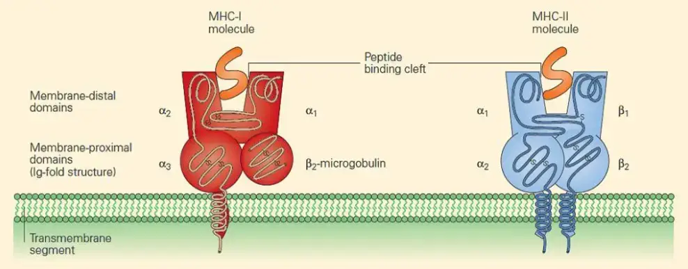 MHC-I and MHC-II molecules are structurally extremely similar. A fissure or groove is produced in each case to cradle the pep-tide. Which peptides can be provided are determined by the charge properties of the groove. [Bellanti, JA (Ed). Immunology IV: Clinical Applications in Health and Disease.