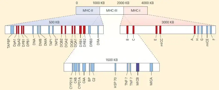 The chromosomal position and genetic loci involved for MHC-I and MHC-II synthesis are depicted schematically. [Bellanti, JA (Ed). Immunology IV: Clinical Applications in Health and Disease.