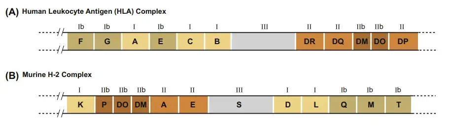 General Organization of the MHC in Humans and Mice – Schematic representation of chromosomal regions in which MHC class I, Ib, II, IIb and III genes are found. (A) The human leukocyte antigen (HLA) complex on chromosome 6. Note that regions in the HLA complex containing MHC class III genes do not have letter names. (B) The murine MHC (H-2) complex on chromosome 17. 