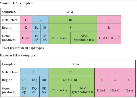 HLA complex and H-2 complex
