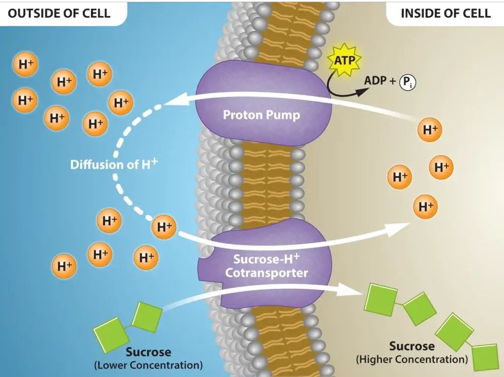 Proton Gradient provides energy for a secondary active transporter. Credit: Rao, A. Tag, A. and Ryan, K. Department of Biology, Texas A&M University.