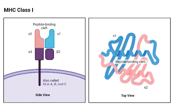 MHC class I molecules
