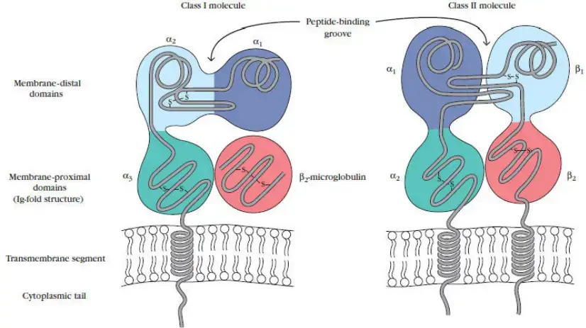 Structure of MHC class I molecules
