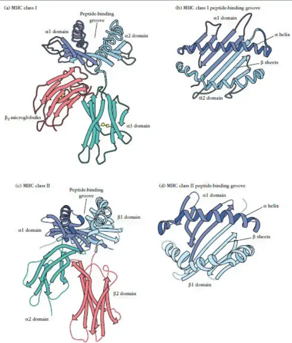 Representations of the three-dimensional structure of the external domains of human MHC class I and class II molecules based on x-ray crystallographic analysis
