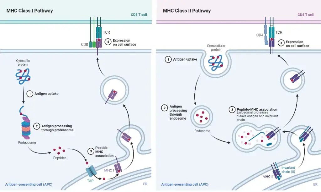 Antigen Presentation and Processing
