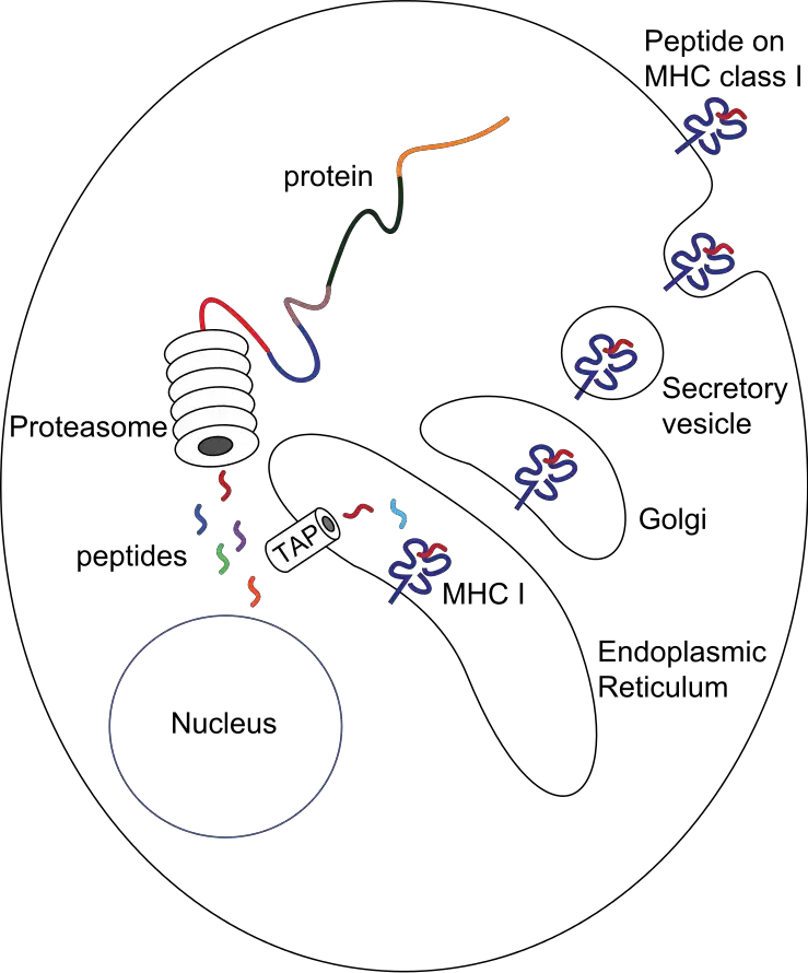 MHC class I pathway – The proteasome degrades cytosolic proteins, releasing peptides that are absorbed via the TAP channel in the endoplasmic reticulum and interacting with newly generated MHC-I molecules. MHC-I/peptide complexes enter the Golgi apparatus, are glycosylated, enter secretory vesicles, fuse with the cell membrane, and then externalise to engage with T cells on the cell membrane.