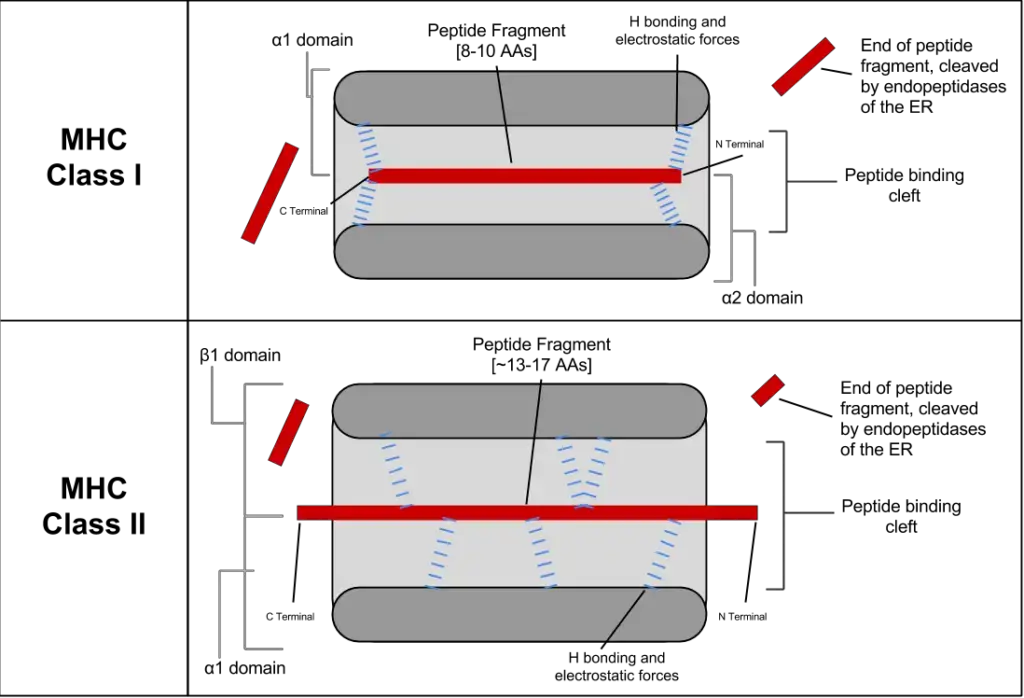 Peptide binding for Class I and Class II MHC molecules, demonstrating peptide binding between the alpha-helix walls and a beta-sheet base. The distinction between binding positions is displayed. Class I typically connects backbone residues at the Carboxy and amino terminal regions, whereas Class II primarily interacts backbone residues along their length. The MHC allele determines the exact site of binding residues.