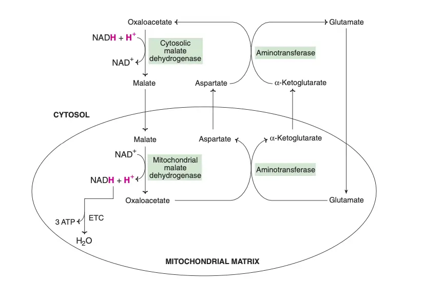 Malate-aspartate shuttle.