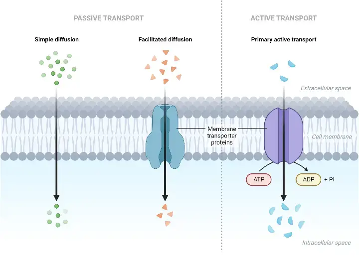 Types of Active Transport