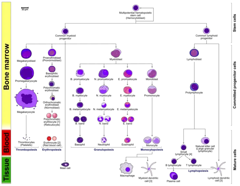 Hematopoiesis - Definition, Process, Locations - Biology Notes Online