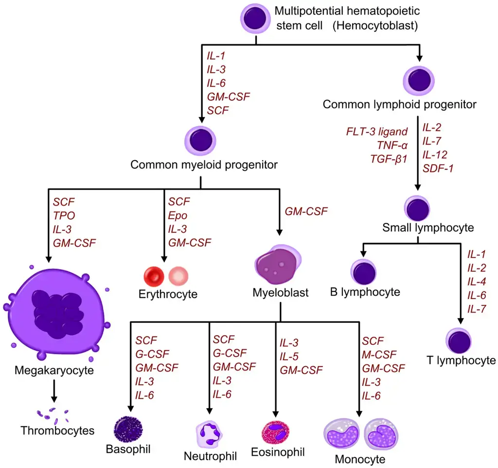 Diagram including some of the important cytokines that determine which type of blood cell will be created.[23] SCF= Stem cell factor; Tpo= Thrombopoietin; IL= Interleukin; GM-CSF= Granulocyte Macrophage-colony stimulating factor; Epo= Erythropoietin; M-CSF= Macrophage-colony stimulating factor; G-CSF= Granulocyte-colony stimulating factor; SDF-1= Stromal cell-derived factor-1; FLT-3 ligand= FMS-like tyrosine kinase 3 ligand; TNF-a = Tumour necrosis factor-alpha; TGFβ = Transforming growth factor beta
