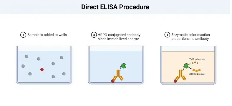 ELISA test - Definition, Principle, Procedure, Types, Steps, Uses ...