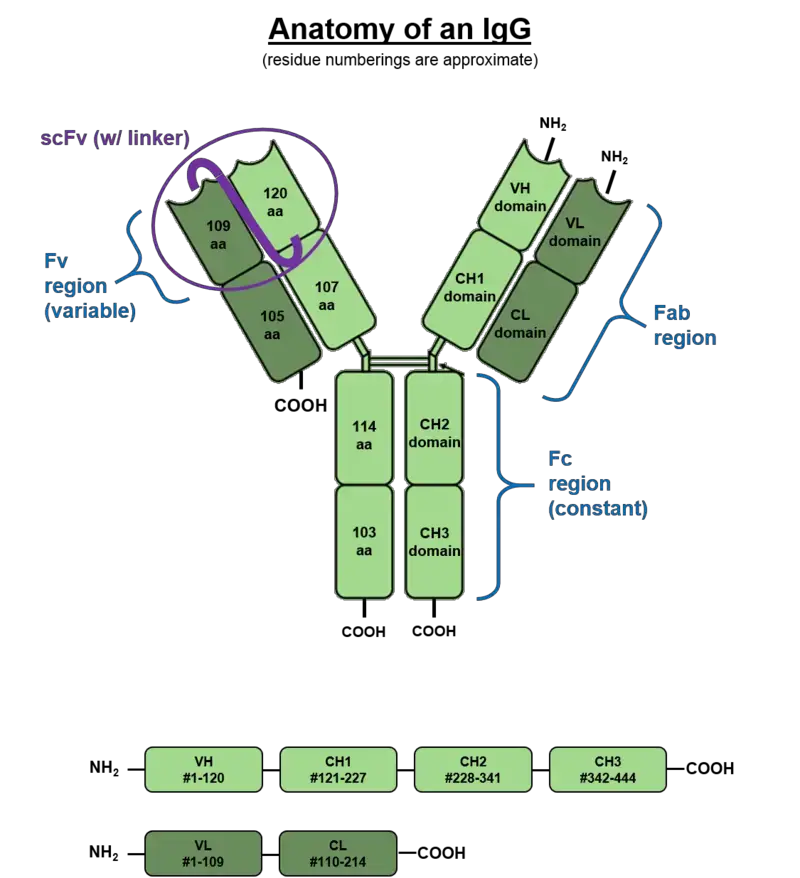 The various regions and domains of a typical IgG
