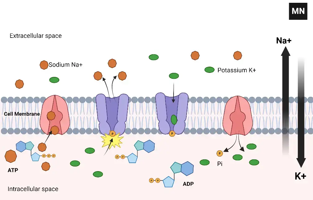 Primary Active Transport