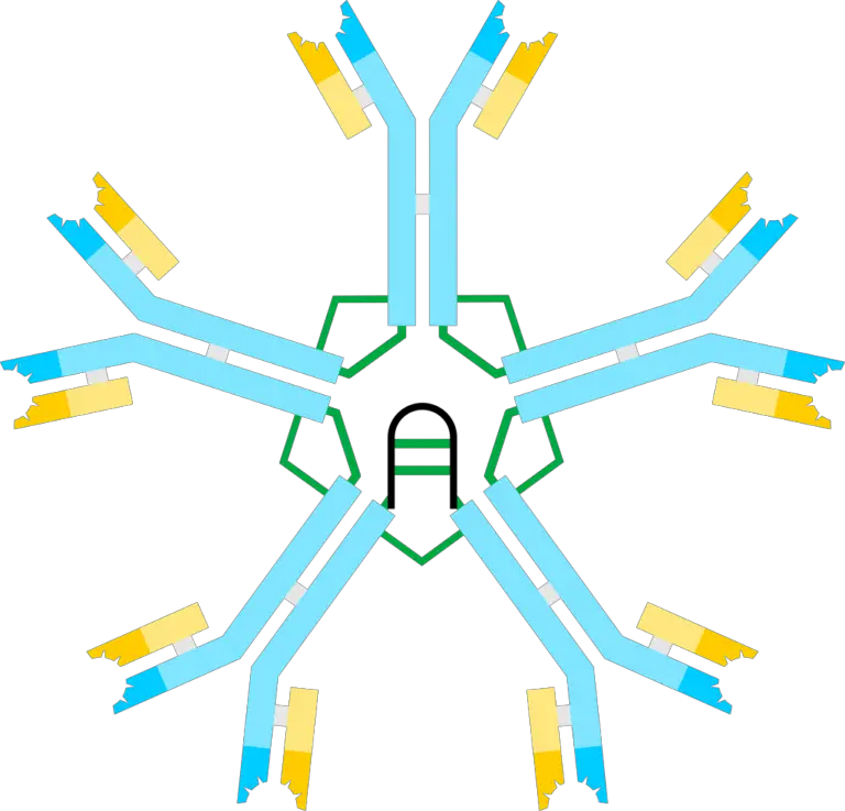 Different classes of Antibodies and Their Properties and Function ...