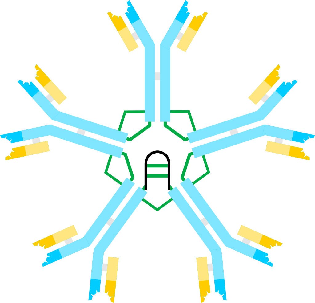 IgM scheme
