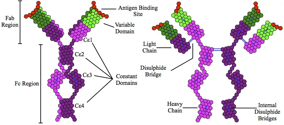 The structure of the IgE antibody
