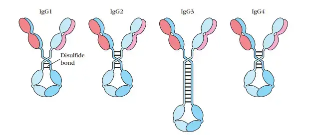 Immunoglobulin G (IgG)
