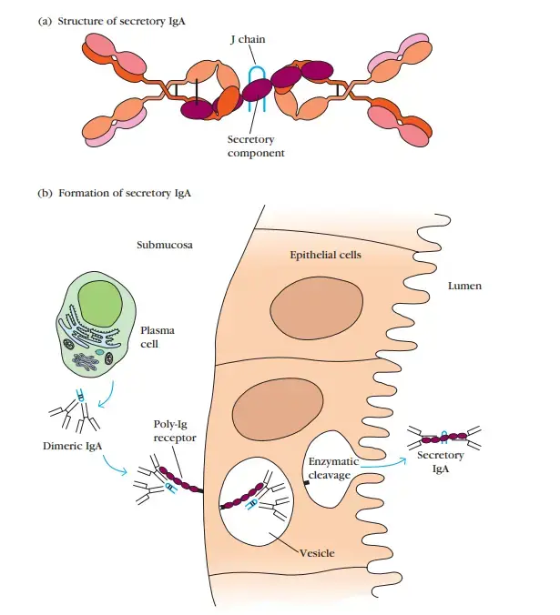 Structure and formation of secretory IgA – (a) Secretory IgA consists of at least two IgA molecules, which are covalently linked to each other through a J chain and are also covalently linked with the secretory component. The secretory component contains five Ig-like domains and is linked to dimeric IgA by a disulfide bond between its fifth domain and one of the IgA heavy chains. 
(b) Secretory IgA is formed during transport through mucous membrane epithelial cells. Dimeric IgA binds to a poly-Ig receptor on the basolateral membrane of an epithelial cell and is internalized by receptormediated endocytosis. After transport of the receptor-IgA complex to the luminal surface, the poly-Ig receptor is enzymatically cleaved, releasing the secretory component bound to the dimeric IgA.