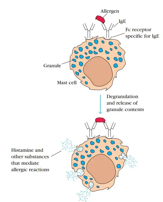 Allergen cross-linkage of receptor-bound IgE on mast cells induces degranulation, causing release of substances (blue dots) that mediate allergic manifestations
