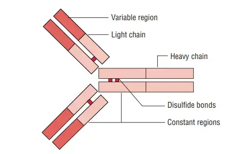 Schematic diagram of immunoglobulin E (IgE).
