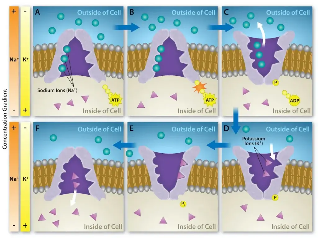 The sodium-potassium pump. Credit: Rao, A., Ryan, K. and Fletcher, S. Department of Biology, Texas A&M University.