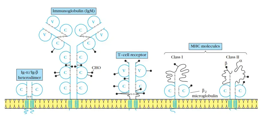 Immunoglobulin Superfamily
