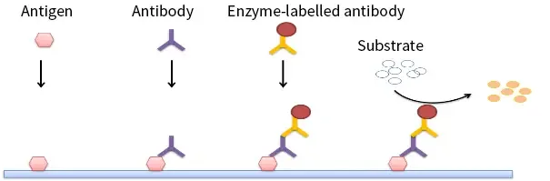 Indirect ELISA - Principle, Protocol, Advantages, Uses 2 Indirect ELISA Principle