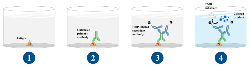 Indirect ELISA - Principle, Protocol, Advantages, Uses 3 Steps of Indirect ELISA