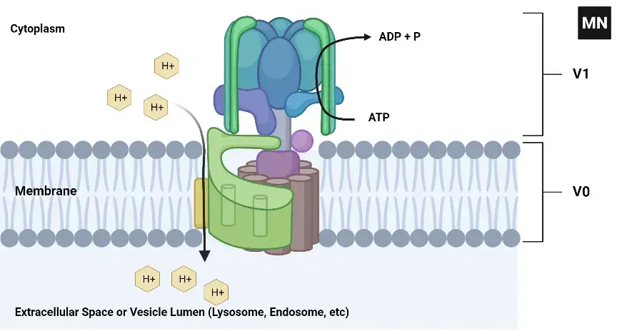 Active Transport - Definition, Types, Process, Functions, Examples ...