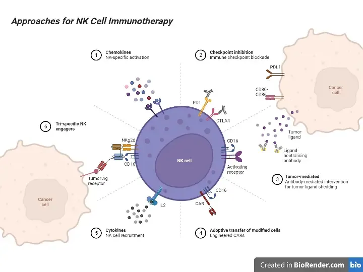 Approaches for NK Cell Immunotherapy
