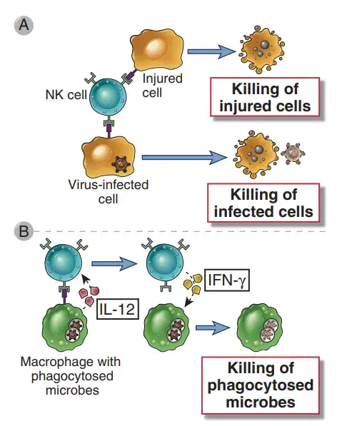 Natural killer (NK) cells - Definition, Structure, Function, Mechanism ...