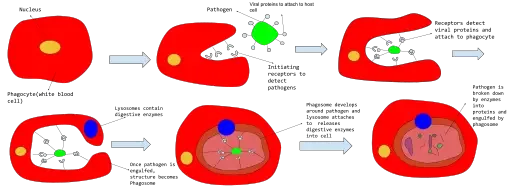 What is phagocytosis?
