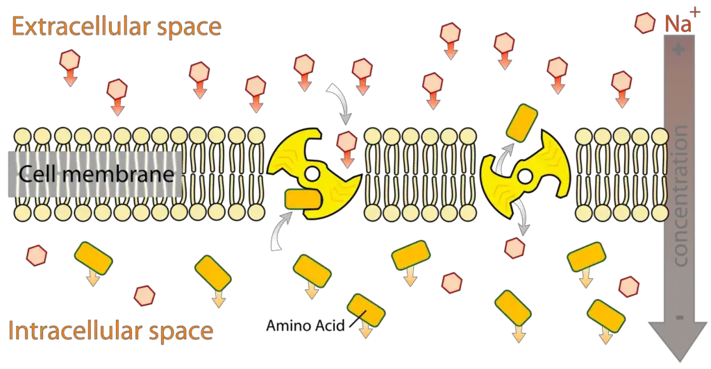 Secondary Active Transport