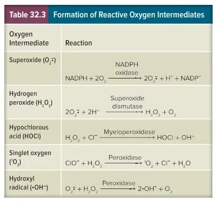 Formation of Reactive Oxygen Intermediates
