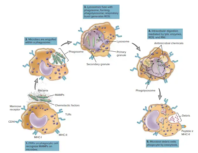 Phagocytosis: CD14 is a lipopolysaccharide receptor that associates with TLR-4; MAMPs: microbe-associated molecular patterns; MHC-I: class I major histocompatibility protein; MHC-II: class II major histocompatibility protein (MHC proteins are discussed in chapter 33); RNI: reactive nitrogen intermediates; ROS: radical oxygen species; TLRs: toll-like receptors
