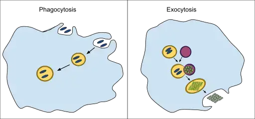 Phagocytosis versus exocytosis
