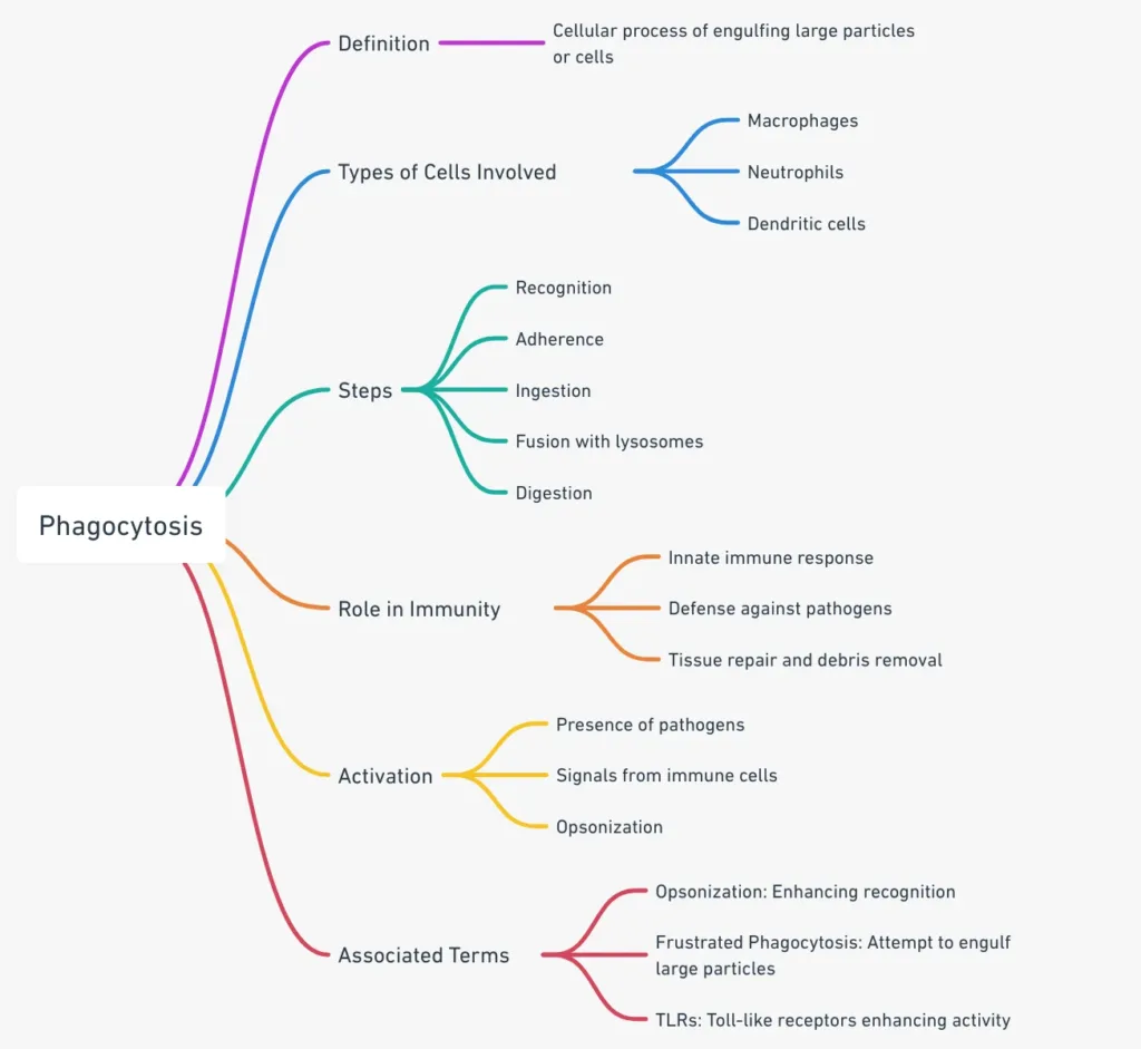 Mindmap on Phagocytosis
